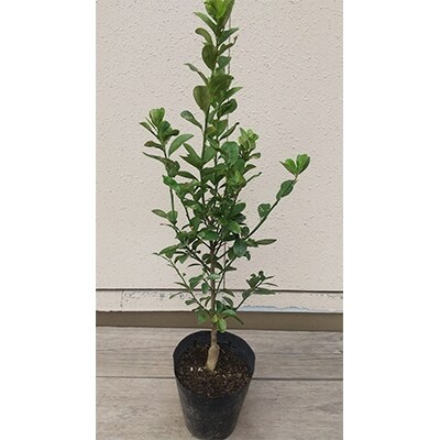 大実キンカン(福寿キンカン)樹高約30cm～40cm　取扱説明書付き