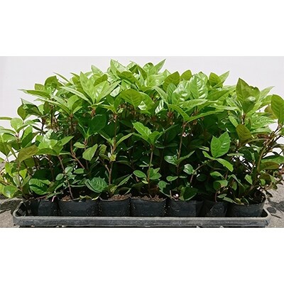 緑の力で地球を元気に!【ヤブコウジ】9cmポット 15本セット お正月の和風植物 赤い実が素敵!