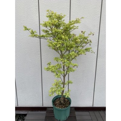 涼しげな斑入り葉　　モミジ　　鴫立沢(シギタツサワ)〈プラス樹〉