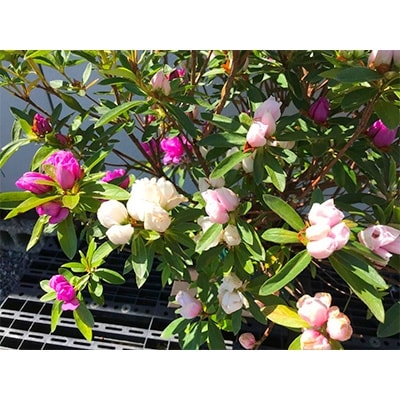豪華!　八重咲ヒラドツツジ　ミックスカラー仕立て〈プラス樹〉
