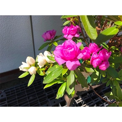 豪華!　八重咲ヒラドツツジ　ミックスカラー仕立て〈プラス樹〉