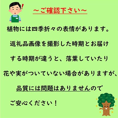 実と花が同時に楽しめる!白花　イチゴノキ　(庭木・果樹)