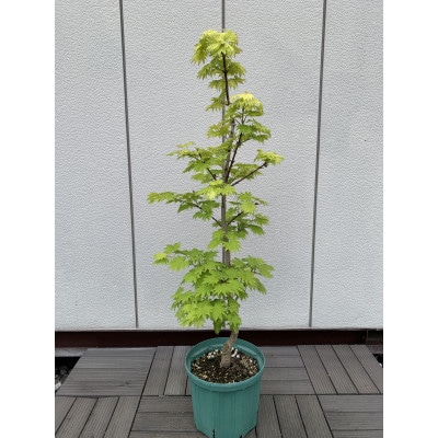 芽出しが特にきれいなモミジ! 黄金イタヤカエデ〈プラス樹〉