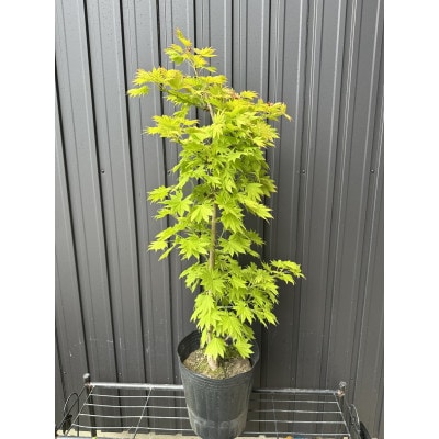 芽出しが特にきれいなモミジ! 黄金イタヤカエデ〈プラス樹〉