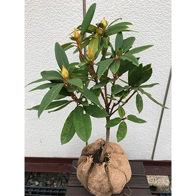 西洋シャクナゲバルカン 樹高40cm プラス樹 お礼品詳細 ふるさと納税なら さとふる