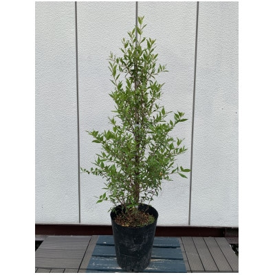 芳香のある白い花　ギンバイカ(銀梅花)〈プラス樹〉