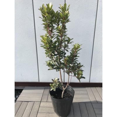 花と実が一緒に楽しめる!　紅花イチゴノキ(ストロベリーツリー)　〈プラス樹〉