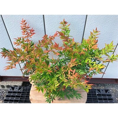 縁起の良い木 笹葉南天3本セット プラス樹 お礼品詳細 ふるさと納税なら さとふる