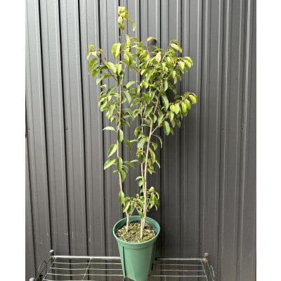 上品なシンボルツリー　風にそよぐ　ソヨゴ株立(雌株)〈プラス樹〉