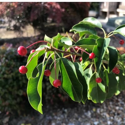 上品なシンボルツリー　風にそよぐ　ソヨゴ株立(雌株)〈プラス樹〉