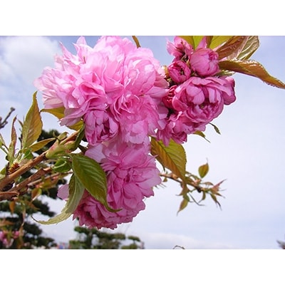 淡い色の大輪花が見事に咲く　菊しだれ桜　(庭木・果樹)