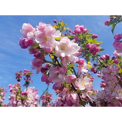 姫リンゴの花粉樹に 薄いピンクの八重咲き花が綺麗な人気の庭木 一才カイドウ 庭木 果樹 お礼品詳細 ふるさと納税なら さとふる