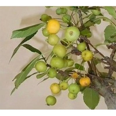 姫リンゴの花粉樹に!薄いピンクの八重咲き花が綺麗な人気の庭木　一才カイドウ　(庭木・果樹)