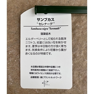 エルダーベリー(ハーブ)の木　西洋ニワトコ　セレナーデ　6号(18cmポット)