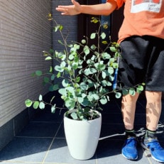 ひとめぼれ,観葉植物・苗木のお礼品・返礼品一覧 | ふるさと納税サイト