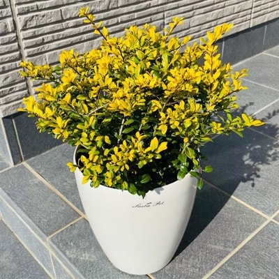 ゴールデンジェム 7号 21cm 化粧鉢 樹高40cm前後 鉢底から ガーデニング用 お礼品詳細 ふるさと納税なら さとふる
