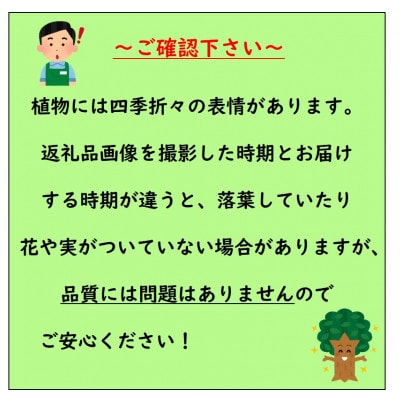 ドウダンツツジ玉仕立て　大株　〈プラス樹〉