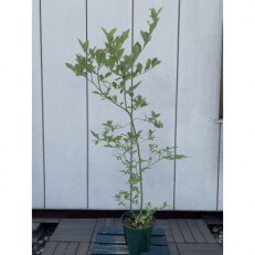 ラビットアイ系ブルーベリー　パウダーブルー　樹高約70cm　<プラス樹>