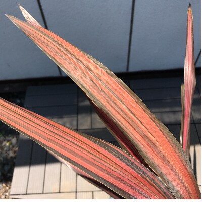 シックなカラー コルジリネ コーヒークラシック 樹高約50cm＜プラス樹＞