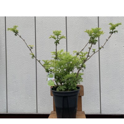 おしゃれ　西洋ニワトコサンブカス　ゴールデンタワー　黄色系人気品種♪ <プラス樹>