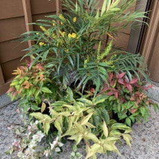 お庭を彩る植栽セット　低木4種7本セット | ふるさと納税のお礼品