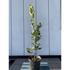 月桂樹(ゲッケイジュ) 育てやすい常緑樹　<プラス樹>