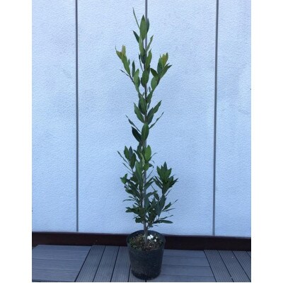 月桂樹 ローリエ 定番のハーブ プラス樹 お礼品詳細 ふるさと納税なら さとふる