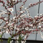 春の訪れを告げてくれる 可憐なピンクユキヤナギ 〈プラス樹〉　