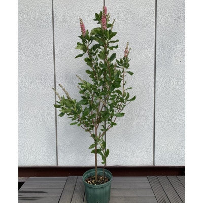 アメリカリョウブ ルビースパイス 季節の花と合わせたお庭に プラス樹 お礼品詳細 ふるさと納税なら さとふる アメリカリョウブ ルビースパイス 季節の花と合わせたお庭に プラス樹 お礼品詳細 ふるさと納税なら さとふる