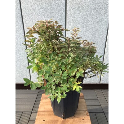 斑入りコデマリ ピンクアイス 花も葉も 見どころいっぱいの低木 プラス樹 お礼品詳細 ふるさと納税なら さとふる