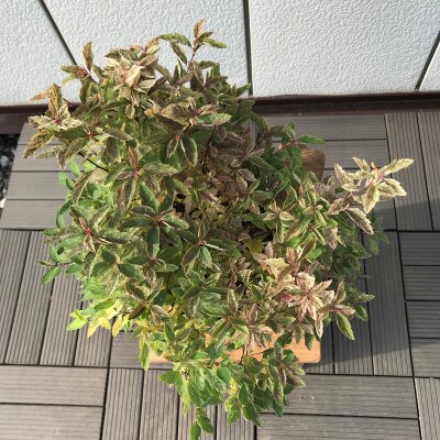 斑入りコデマリ ピンクアイス 花も葉も 見どころいっぱいの低木 プラス樹 お礼品詳細 ふるさと納税なら さとふる