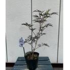 人気品種　　西洋ニワトコサンブカス　ブラックレース　5号　〈プラス樹〉