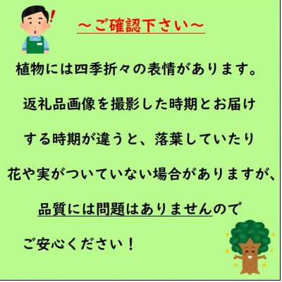 昔ながらのイチジクを育てませんか?　イチジク　ドーフィン(庭木・果樹)