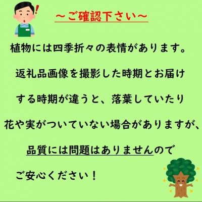 小ぶりな実の甘～いイチジク　サルタン(庭木・果樹)