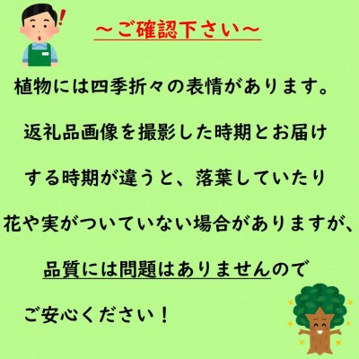 皮まで食べられる?甘いイチジク　アーチペル(庭木・果樹)