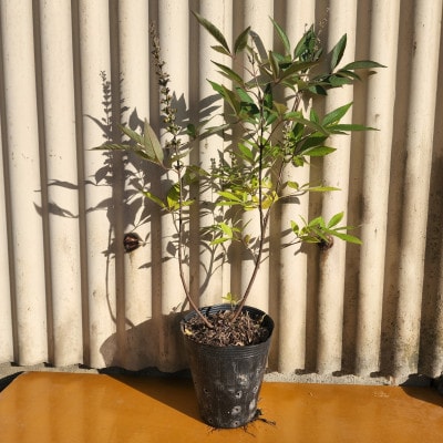 夏に穂状の薄紫色の綺麗な花を楽しみませんか?　セイヨウニンジンボク(庭木・果樹)