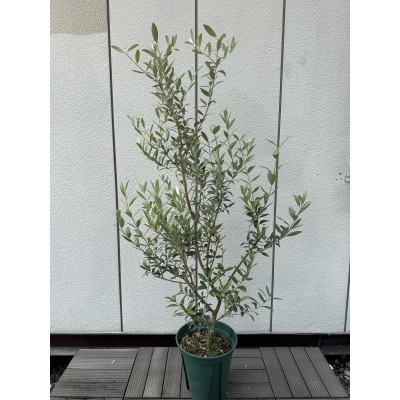 ナチュラルテイスト　オリーブの木　セントキャサリン　　〈プラス樹〉