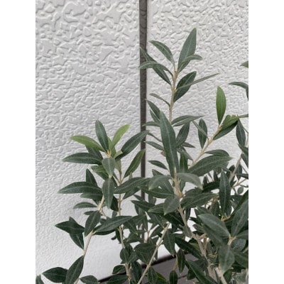 ナチュラルテイスト　オリーブの木　セントキャサリン　　〈プラス樹〉