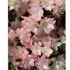 キュートな小花　クルメツツジ　レッジーナ　〈プラス樹〉　　