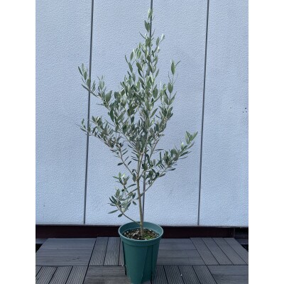 オリーブの木　　品種ミッション　　〈プラス樹〉