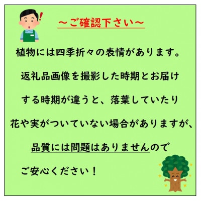 オリーブの木　　品種ミッション　　〈プラス樹〉