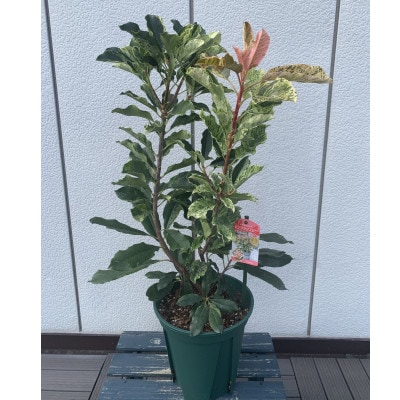 オオカナメモチ　ピンククリスピー　7号〈プラス樹〉