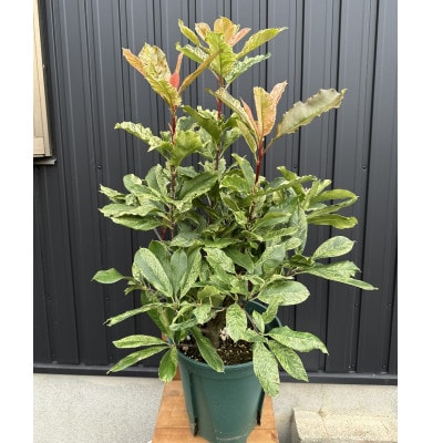 オオカナメモチ　ピンククリスピー　8号〈プラス樹〉