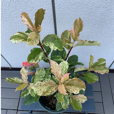 オオカナメモチ　ピンククリスピー　7号〈プラス樹〉