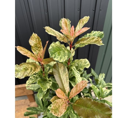 オオカナメモチ　ピンククリスピー　8号〈プラス樹〉