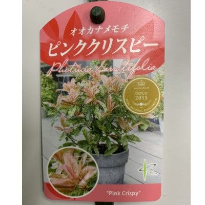 オオカナメモチ　ピンククリスピー　7号〈プラス樹〉