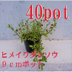 緑の力で地球を元気に!【ヒメイワダレソウ】9cmポット　緑の絨毯　40鉢 芝生のように広がる