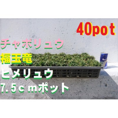 緑の力で地球を元気に!【ヒメリュウ】　40鉢　
