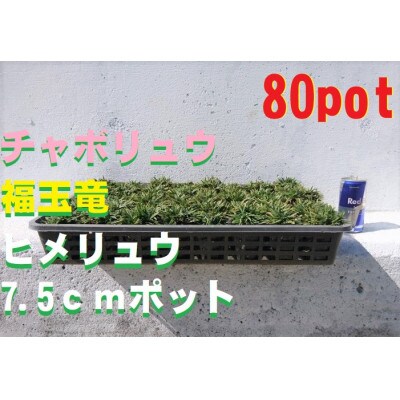 緑の力で地球を元気に!【ヒメリュウ】　80鉢　