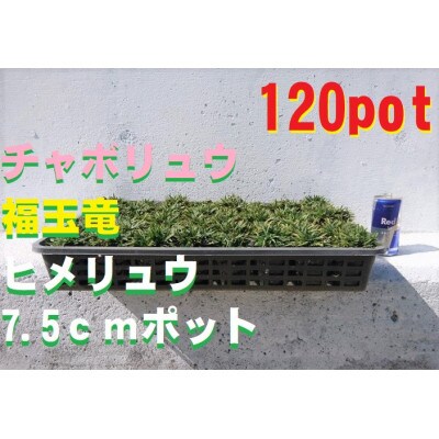 緑の力で地球を元気に!【ヒメリュウ】　120鉢　